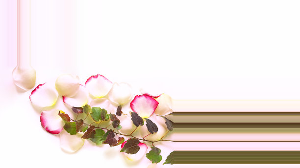 秋天的布局。框架，五叶葡萄(晚。Parthenocíssus西洋参)和玫瑰花瓣在白色的背景。概念，框架，渐变，潘顿，调色板。平铺，俯视图，拷贝空间图片下载