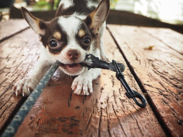 可爱的吉娃娃狗玩耍图片下载
