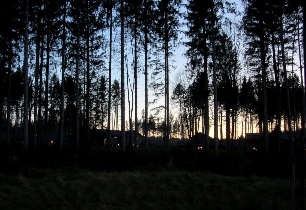 日落后的松林图片下载