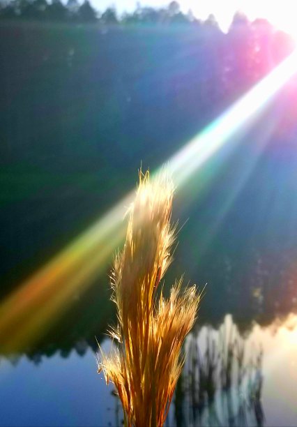 佛罗里达湿地的黎明时分图片下载