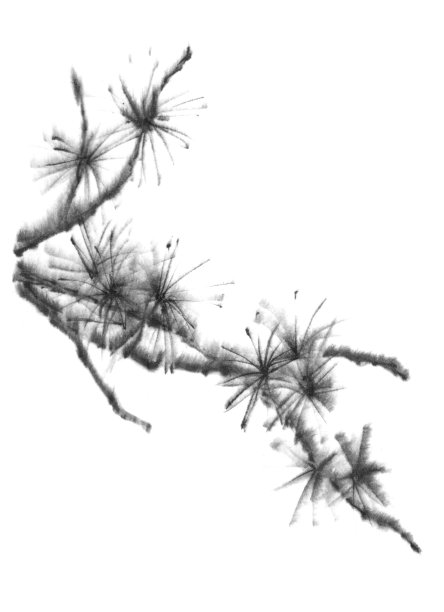 云杉、松树的树枝。树,圣诞树。墨水的图形。中式，日式，东方风格。高华，禅修，自然健康。图片下载