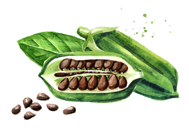 新鲜的芝麻豆荚，黑色的种子和绿色的叶子。水彩手绘插图孤立的白色背景图片下载