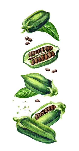 飞着黑芝麻豆荚和叶子。水彩手绘插图孤立的白色背景图片下载