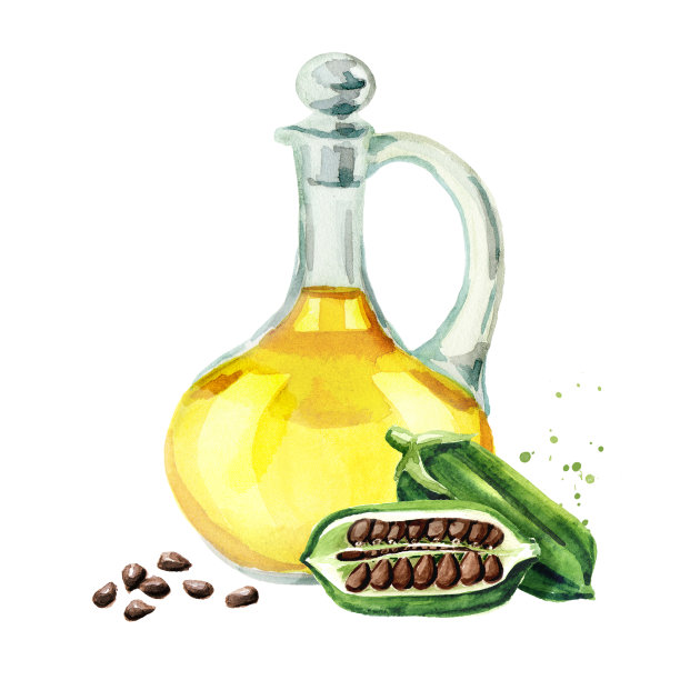 新鲜的芝麻豆荚和黑色的种子和一瓶油。水彩手绘插图孤立的白色背景图片下载