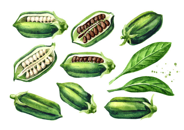 芝麻绿豆荚，带籽。水彩手绘插图孤立的白色背景图片下载