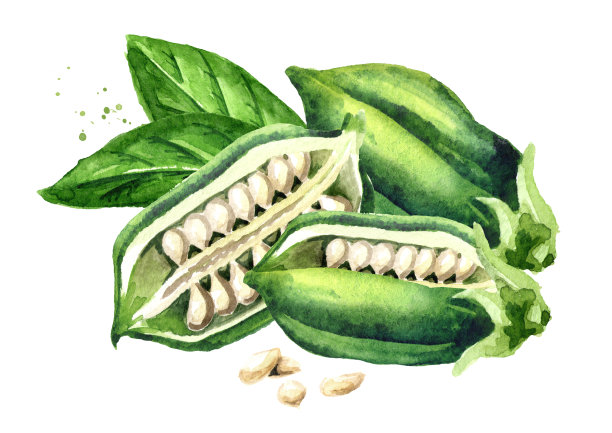 新鲜的芝麻豆荚和绿色的叶子。水彩手绘插图孤立的白色背景图片下载