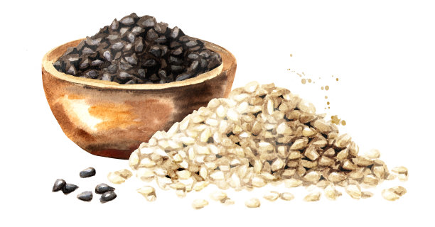 芝麻。水彩手绘插图孤立的白色背景图片下载