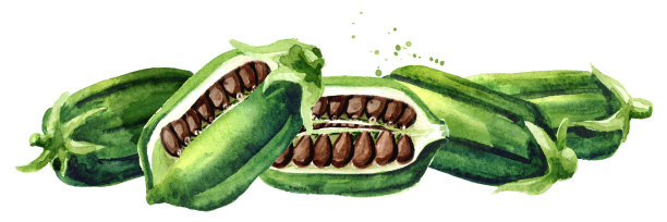 新鲜黑芝麻豆荚。水彩手绘插图，孤立的白色背景图片下载