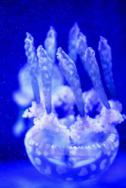 美丽的水母，水母在霓虹灯下与鱼儿嬉戏。海洋水母中的水下生物。令人兴奋的宇宙景象图片下载