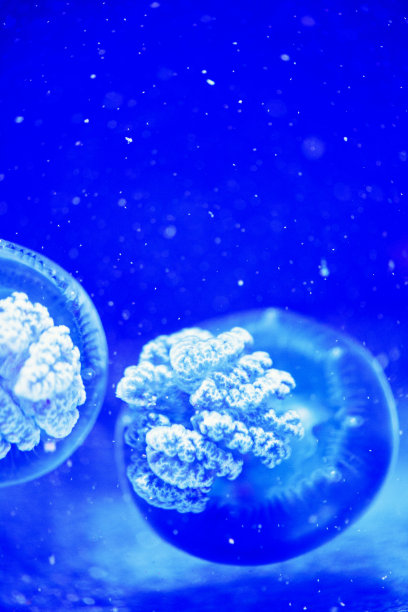 美丽的水母，水母在霓虹灯下与鱼儿嬉戏。海洋水母中的水下生物。令人兴奋的宇宙景象图片下载