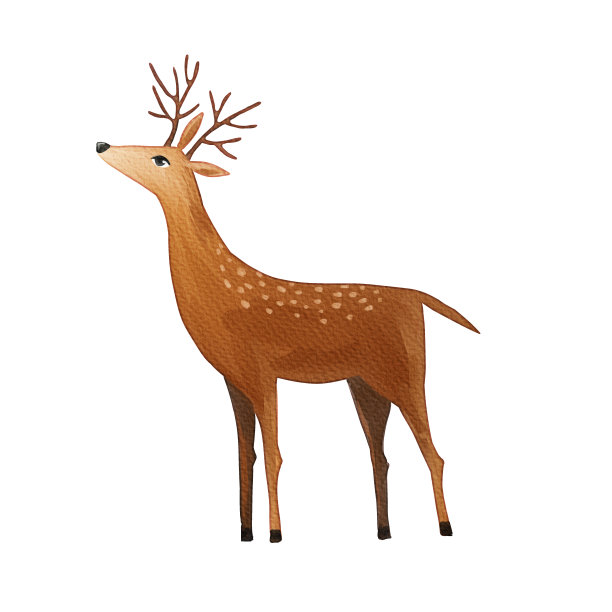 水彩鹿孤立的白色背景图片下载
