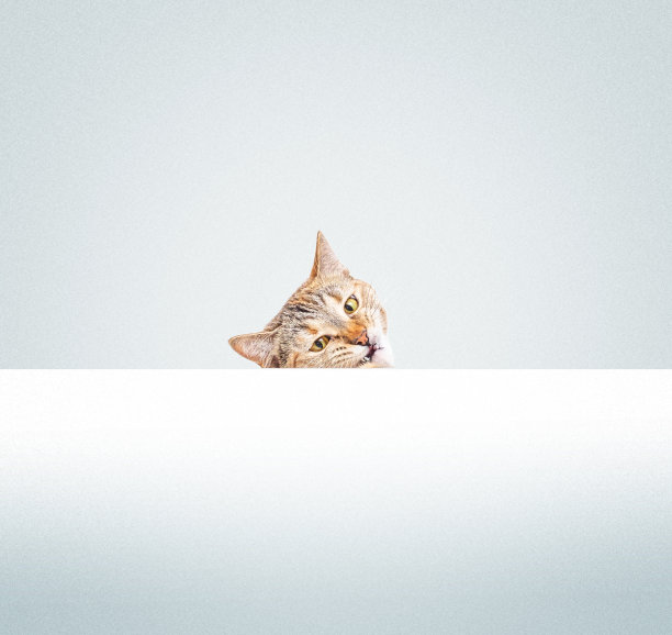猫带着滑稽的表情从一个空白的横幅后面窥视。图片下载