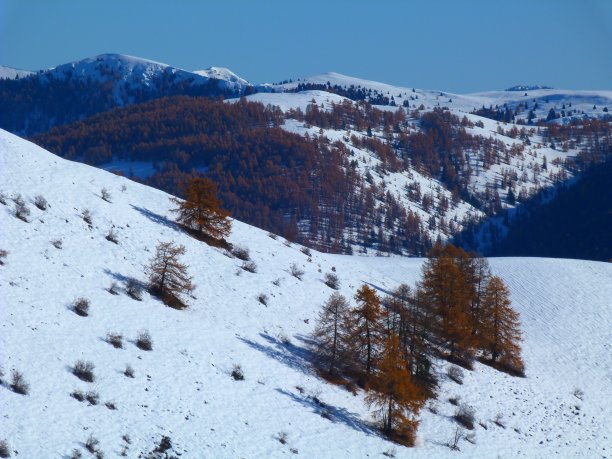阿尔卑斯山-滨海地区瓦尔堡附近秋天的落叶松图片下载