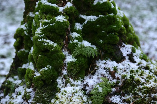 树干和树根上密密麻麻的青苔上覆盖着一层薄薄的白雪图片下载