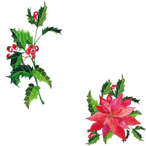 水彩手画庆祝新年节日的方形框架与绿色的圣诞树冷杉树枝，小红浆果花楸和冬青树叶在白色的背景为邀请图片下载