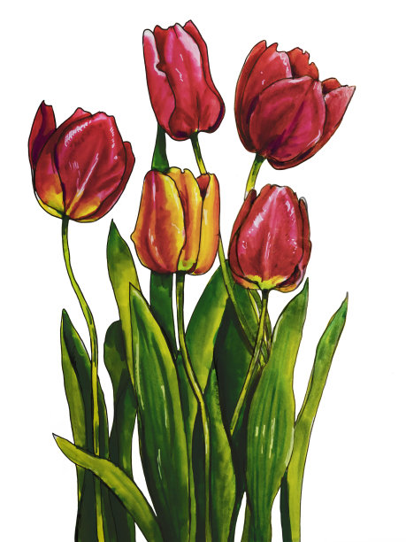 白色背景上的红黄郁金香。手绘插图图片下载