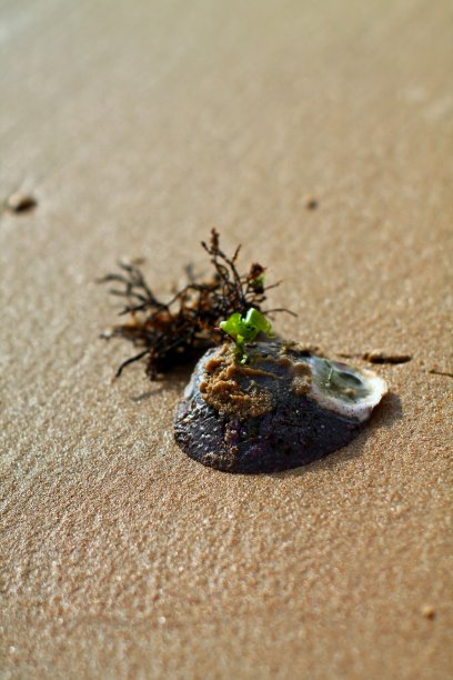 热带沙滩上的海贝和海藻。图片下载