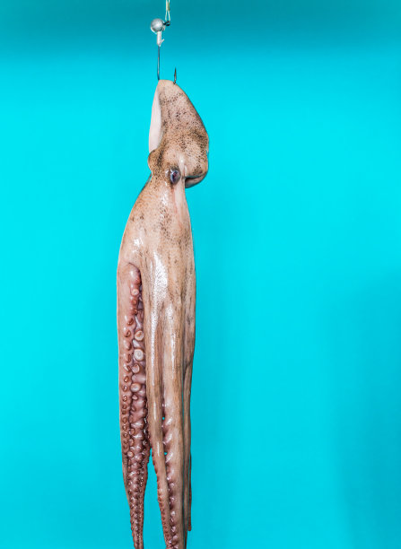 鱼钩上的章鱼图片下载