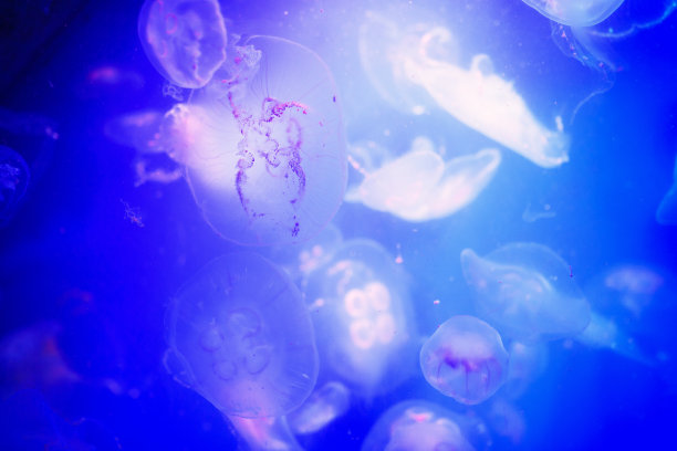 美丽的水母，水母在霓虹灯下与鱼儿嬉戏。海洋水母中的水下生物。令人兴奋的宇宙景象图片下载