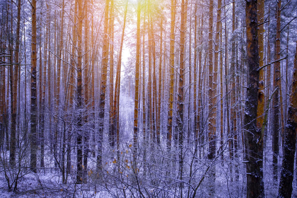 美丽的冬天，松树覆盖着皑皑白雪。图片下载
