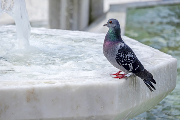 近距离观察自然界中的鸽子图片下载