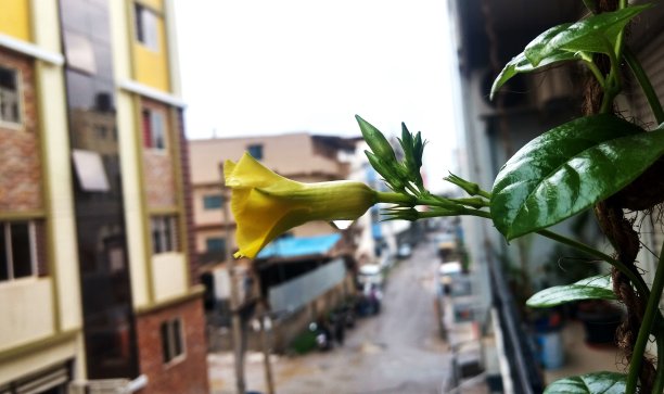 街道背景是黄花和水滴图片下载