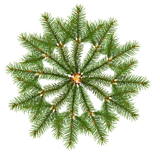 圣诞树的小枝呈雪湖状排列图片下载