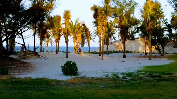 海滩和椰子树图片下载