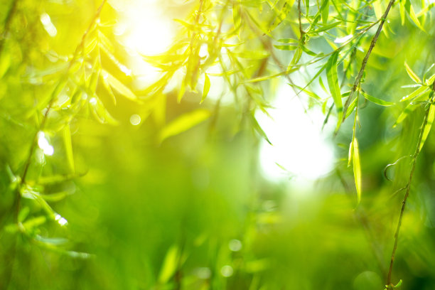 绿叶视图特写自然视图背景选择性聚焦图片下载