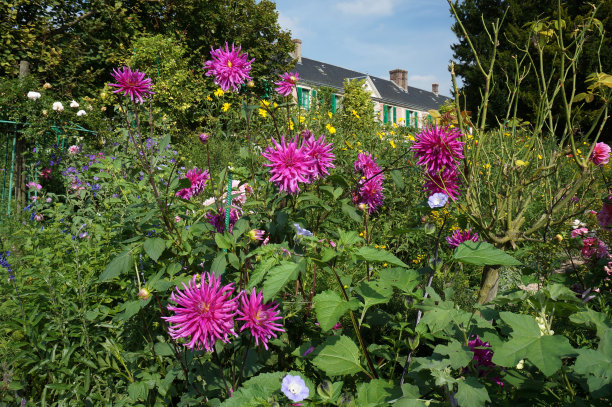 克劳德·莫奈的花园和法国的家图片下载