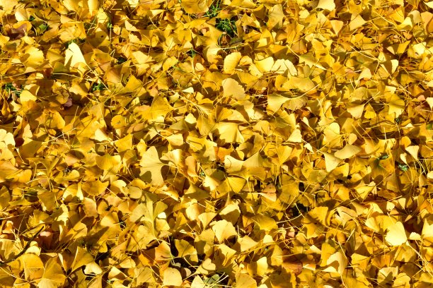 秋天的背景是黄色的落叶。秋天的纹理。图片下载