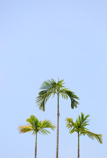 绿色的棕榈树在蓝天背景视图图片下载
