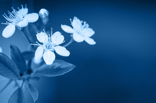 2020年流行色图片素材ID：348020196