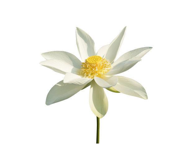 白莲花图片下载