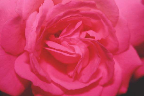 近距离微距拍摄的粉玫瑰的颜色。图片下载