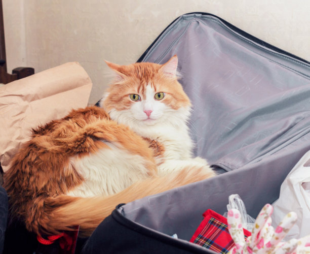 手提箱里的红猫图片下载