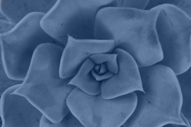 多汁的白色图片下载