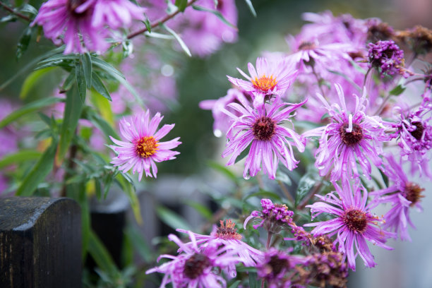 紫粉花横幅或全景背景图片。美丽温柔的花朵在自己的花园里。图片下载