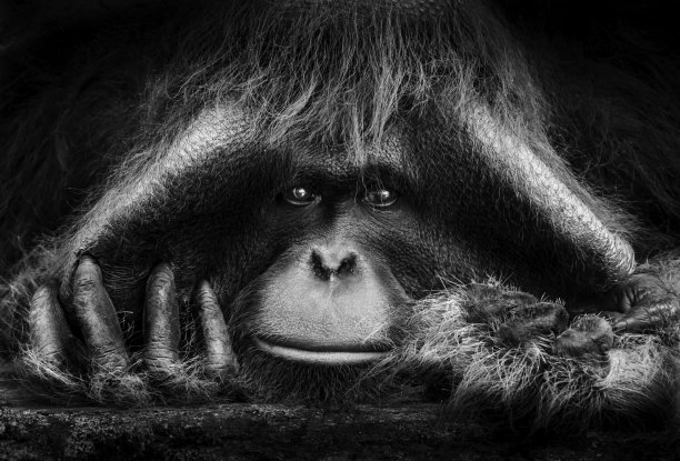 被囚禁图片下载