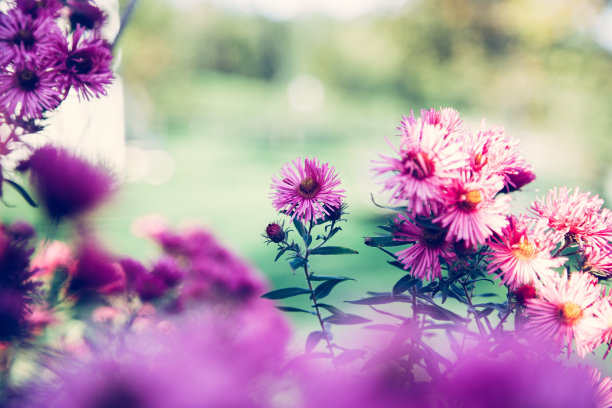 紫粉花横幅或全景背景图片。美丽温柔的花朵在自己的花园里。图片下载