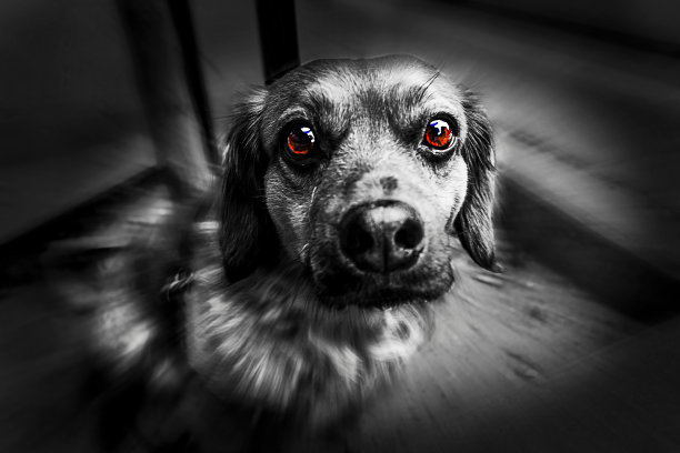 神奇的看图片下载