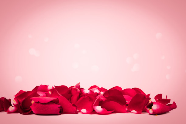 美丽的玫瑰花瓣躺在地板上图片下载