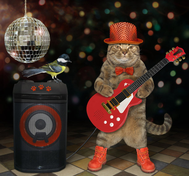 猫在俱乐部里弹电吉他图片下载