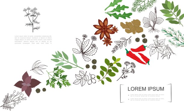 健康香料植物模板图片下载