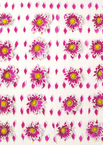 粉红色花的图案图片下载