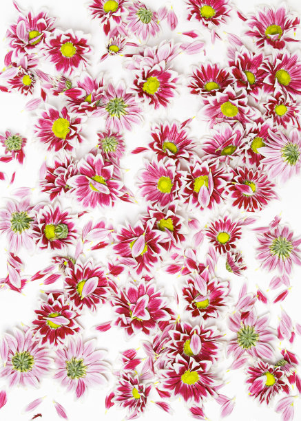 粉红色花的图案图片下载