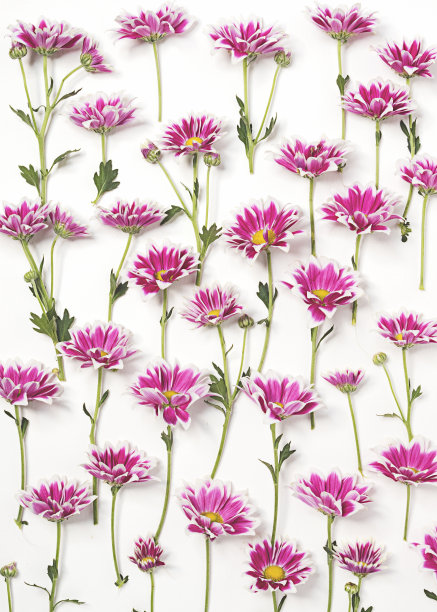 粉红色花的图案图片下载