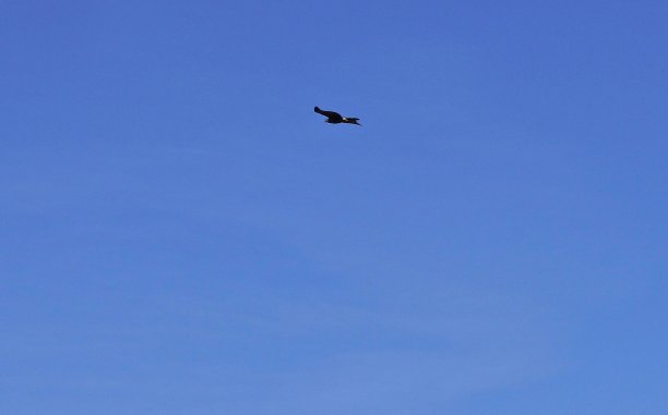 极为罕见的普通黑鹰图片下载