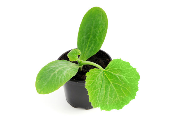 西葫芦幼苗蔬菜花盆在白色孤立的背景图片下载