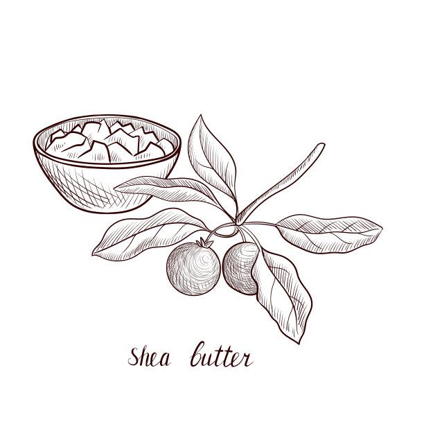 矢量画牛油果图片下载